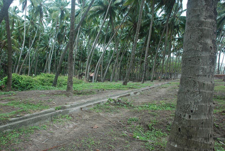 Coconut Plantation