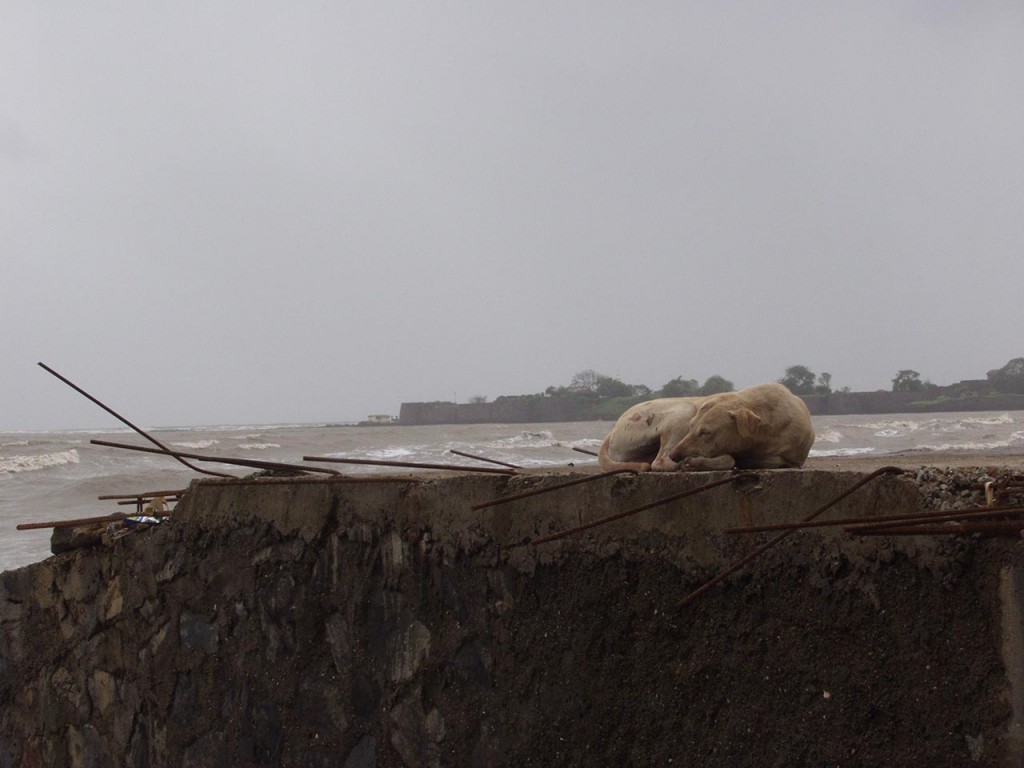 A dog sleeps peacefully at the beach