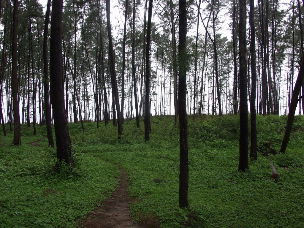 A walk through the abundant Suru (Casuarina) trees at Alibag