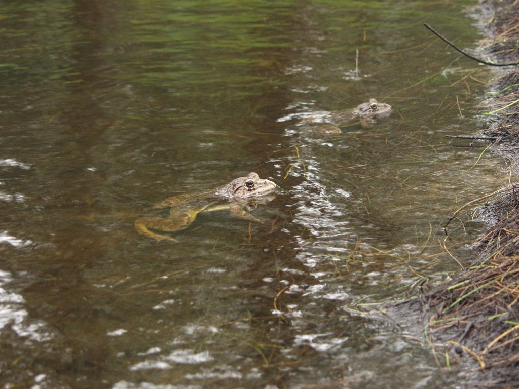 Giant Frogs lie in the puddle waters