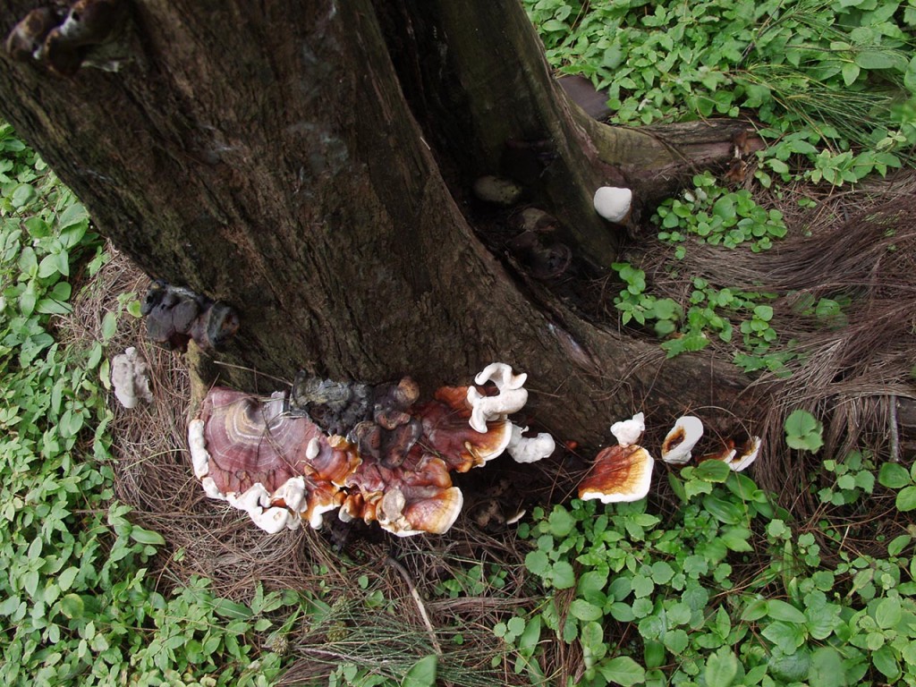 Mushrooms grown on teh damn trees