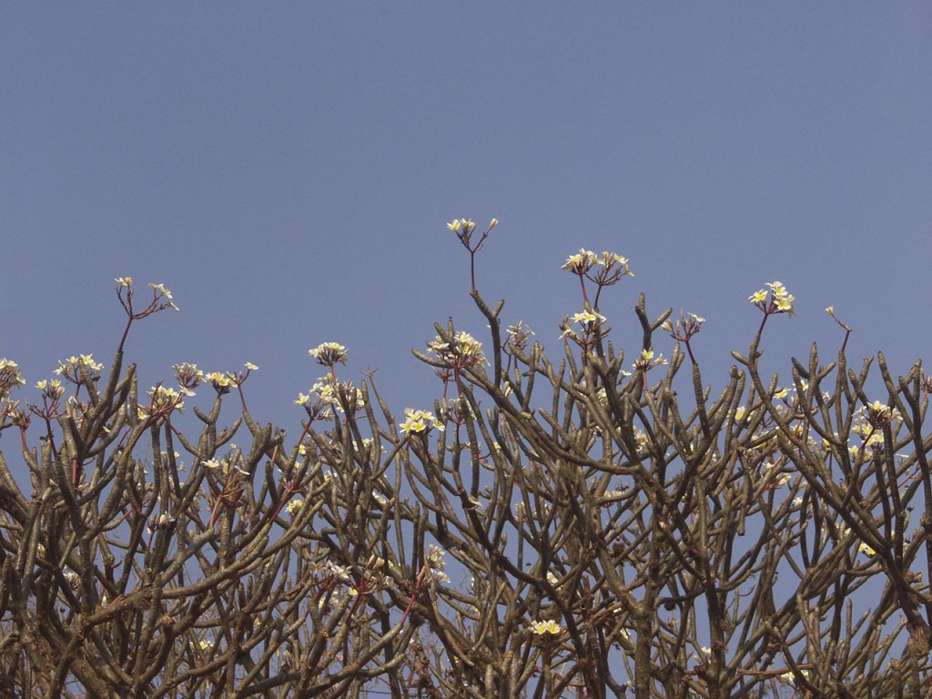 Summer Blossoms