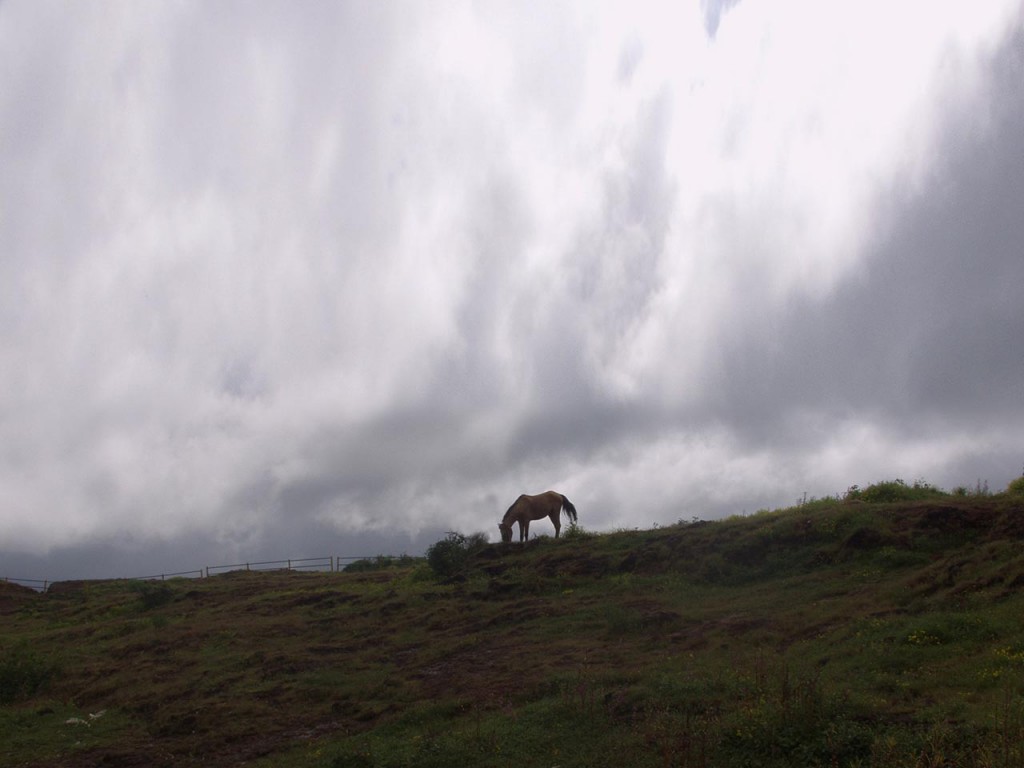 Horses are available for riding at the Table Top in Panchgani.