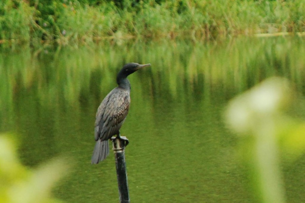 Little Cormorant (Microcarbo niger), basking on its perch