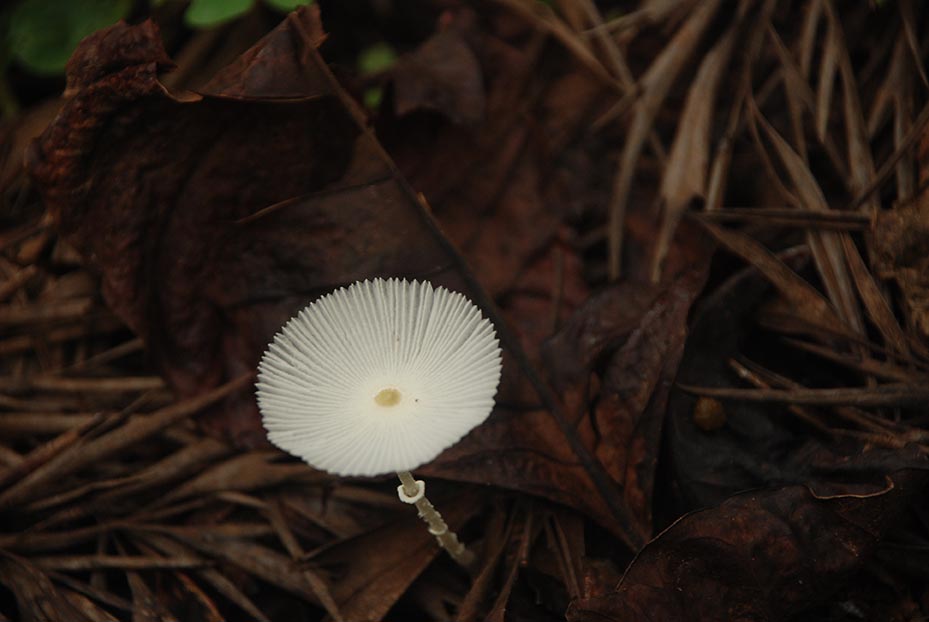 A wild mushroom at the plantation