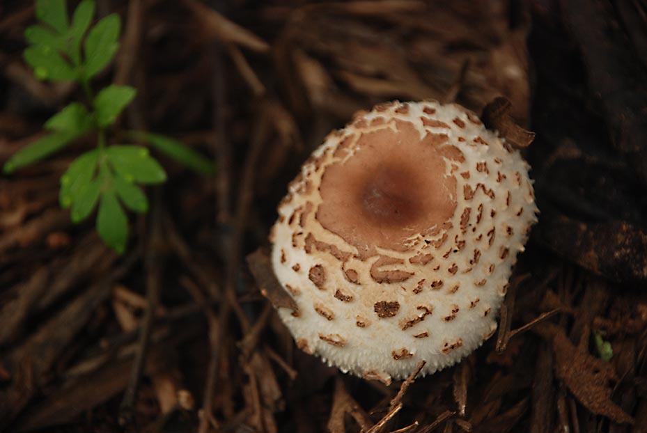 Another wild mushroom at the plantation