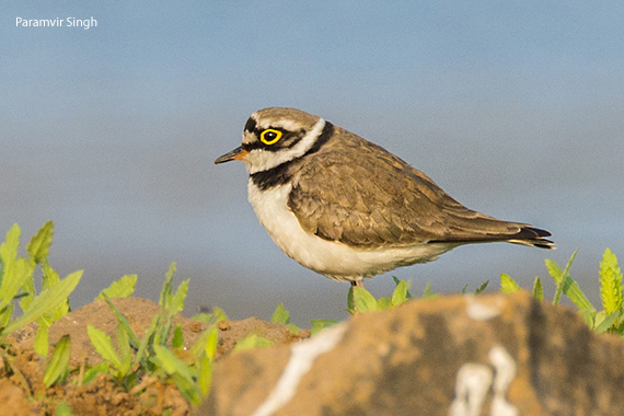 little_ringed_plover
