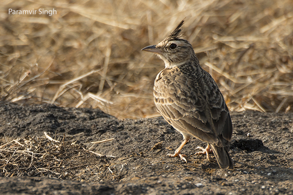 Syke's lark (Galerida deva)