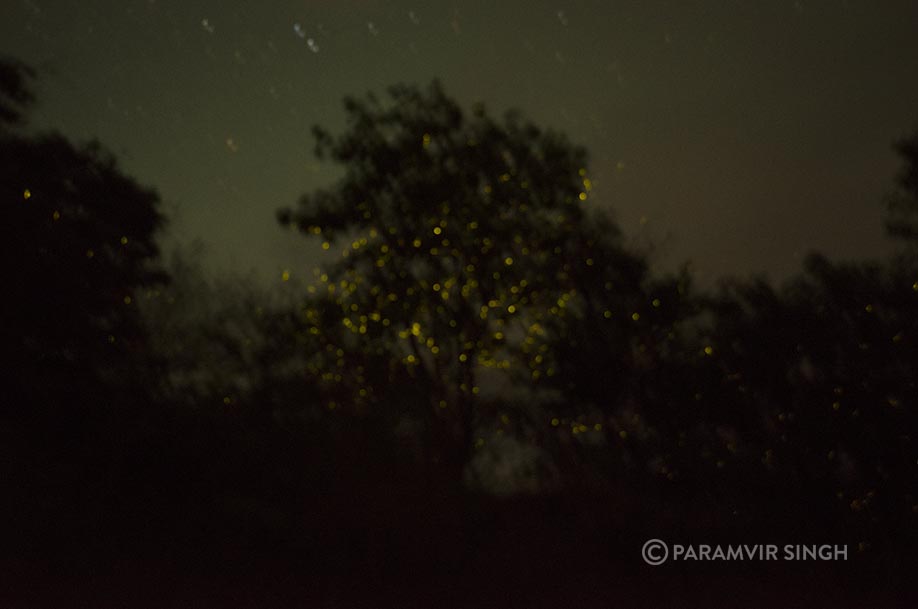 Fireflies in Purushwadi, Maharashtra
