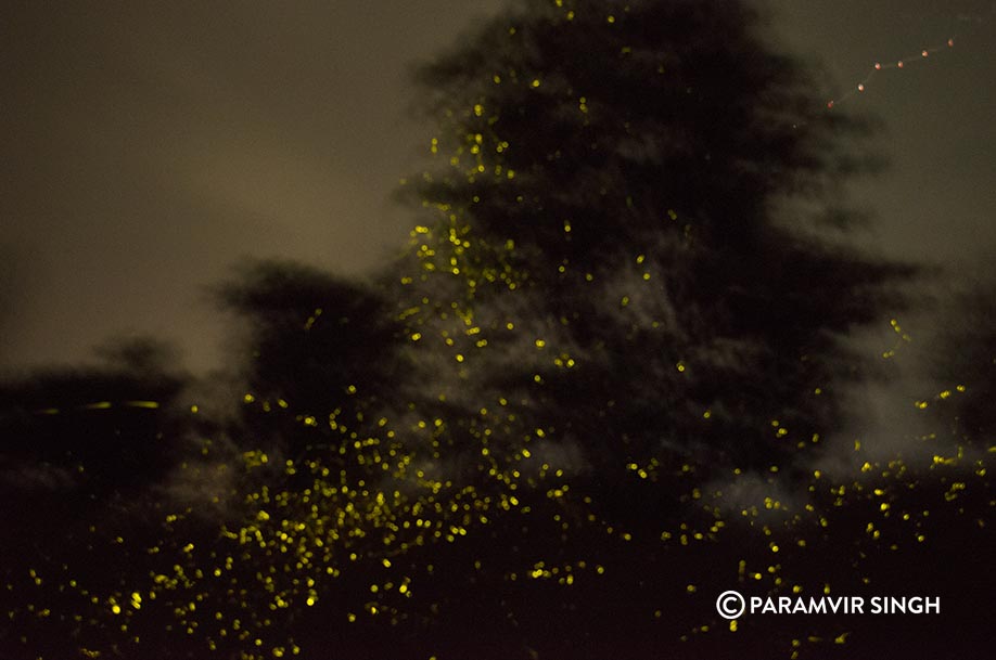Fireflies in Purushwadi, Maharashtra