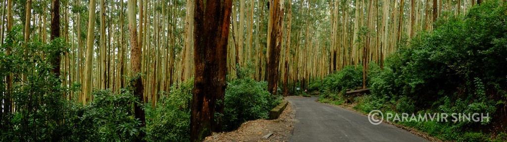 There is a stretch just before Ooty where the road passes through a plantation of these extremely tall trees. Perhaps Silver Oak, I am not sure.