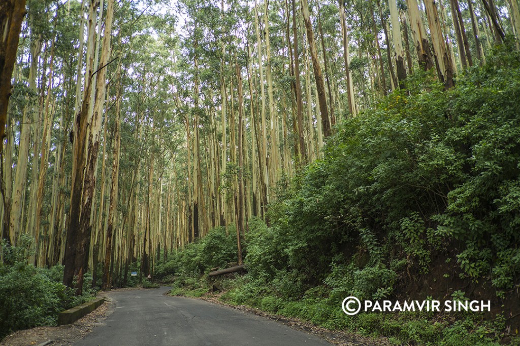 Kotagiri Drive