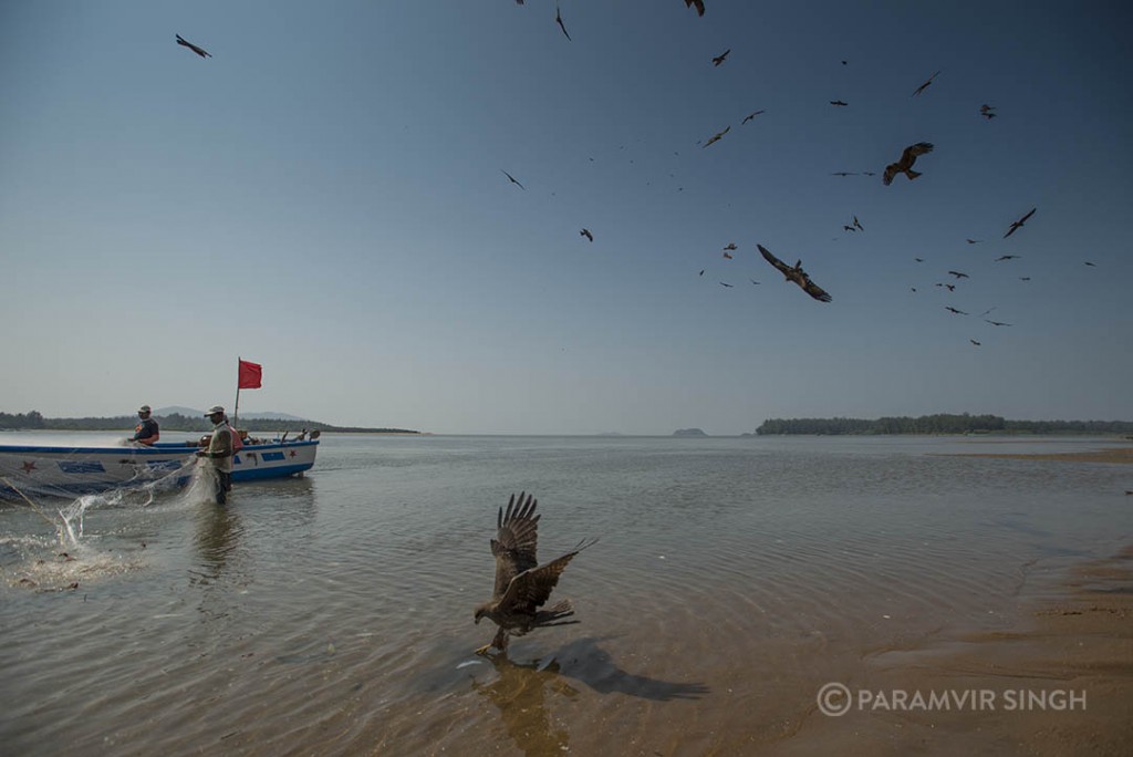 As fishermen bring their catch, a lot of the fish is sadly destroyed and mutilated. This cannot be sold and is thrown back into the water, attracting these Pariah Kites.