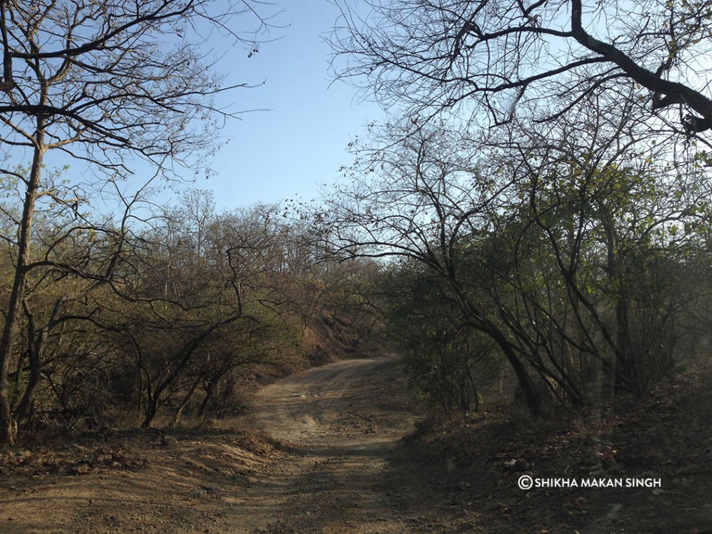 The forest trail that took us towards a road on which our hotel resided.