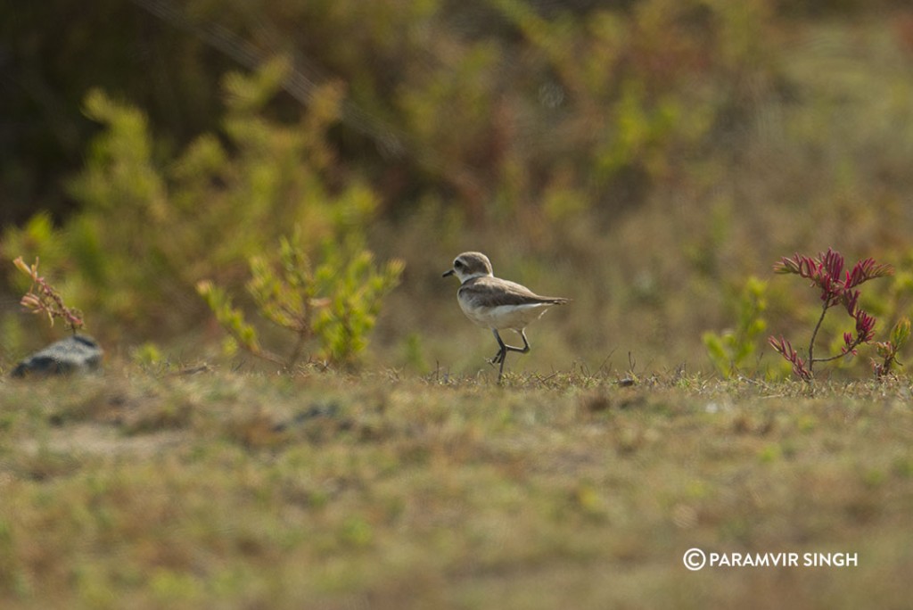 A Kentish plover at Point Calimere Wildlife Sanctuary