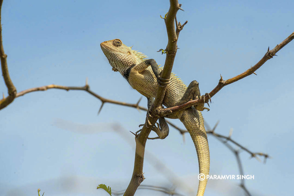 Indian Garden Lizard in Kodaikarai Wildlife Sanctuary