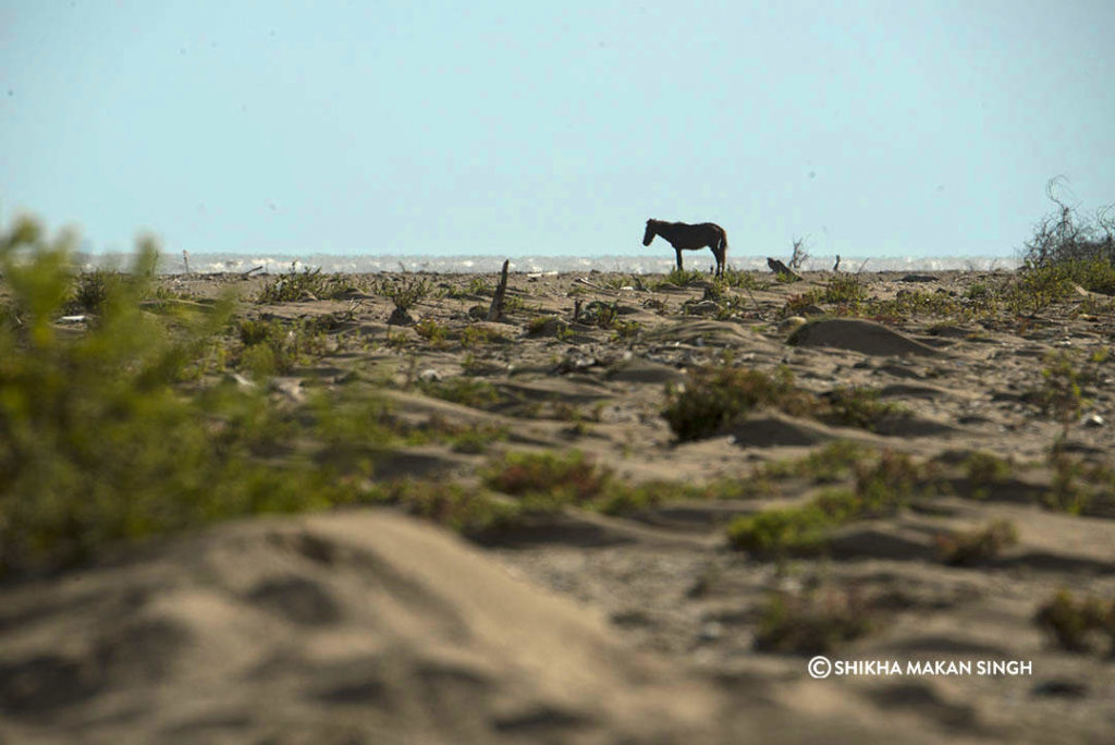 Horse at Point Calimere Wildlife Sanctuary