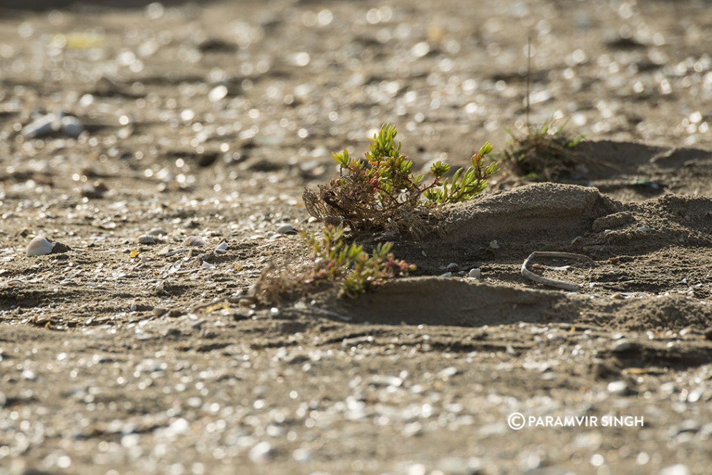 Vegetation on the beach at Point Calimere Wildlife Sanctuary
