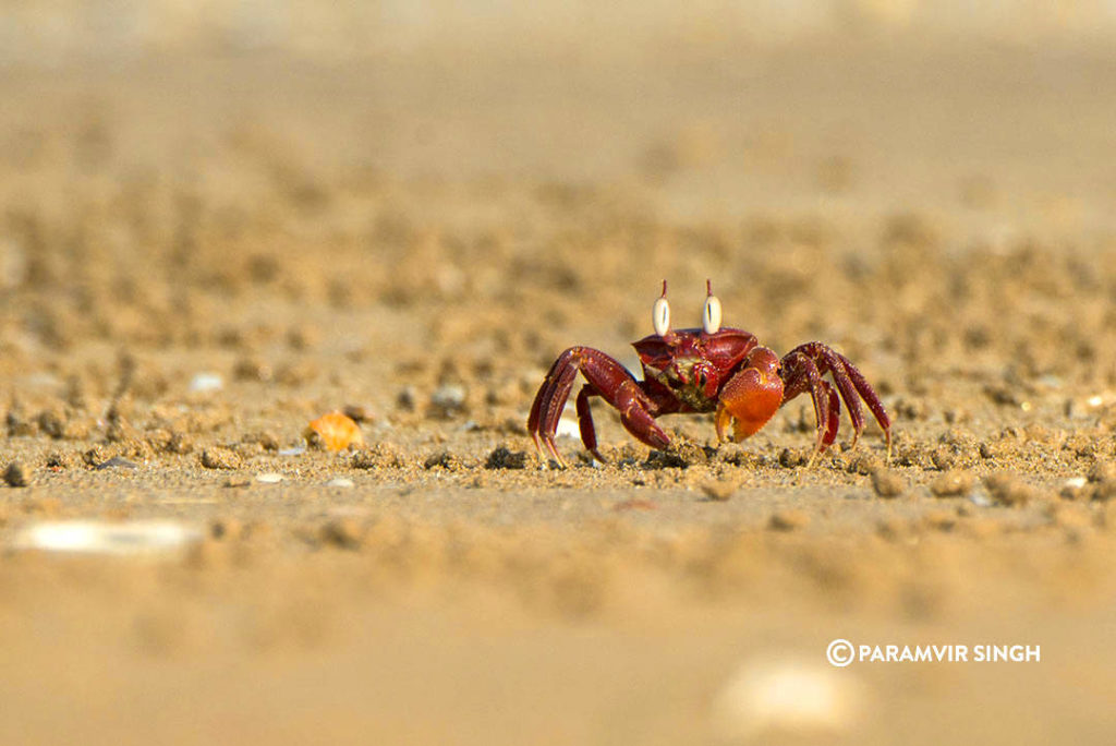 Crab at point Calimere Wildlife Sanctuary