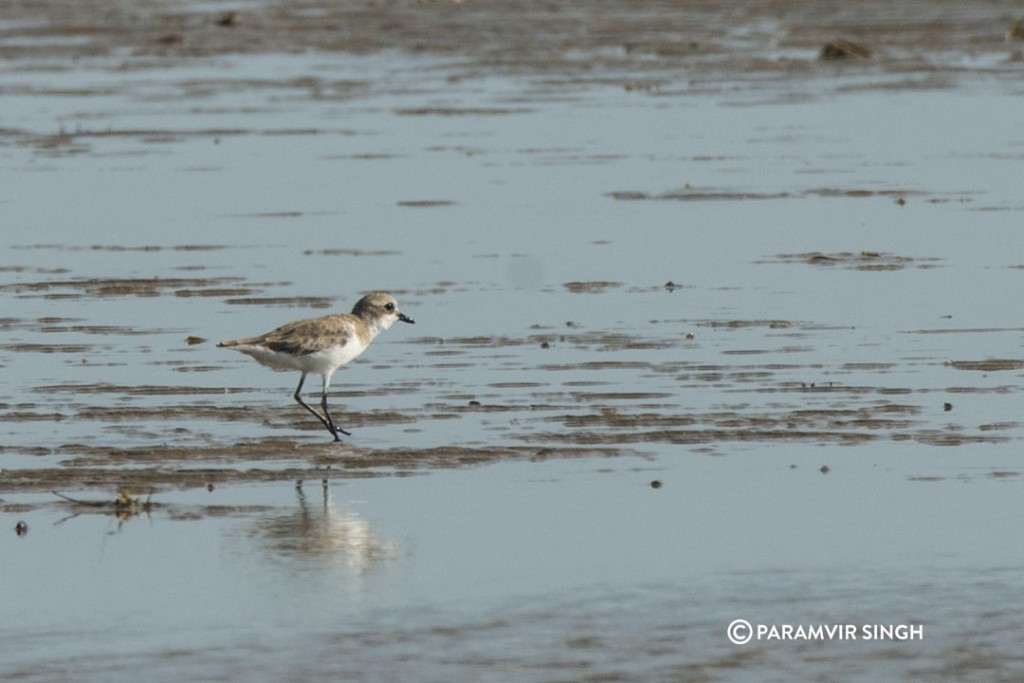 Plover at Point Calimere Wildlife Sanctuary