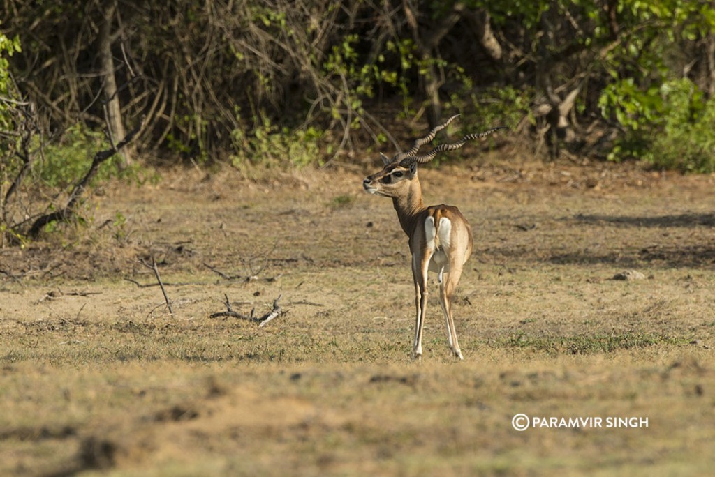 A male blackbuck at Point Calimere Wildlife Sanctuary