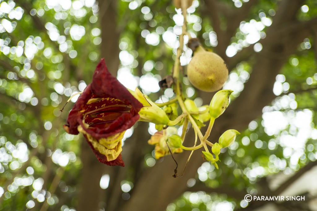 Flower in Pondicherry