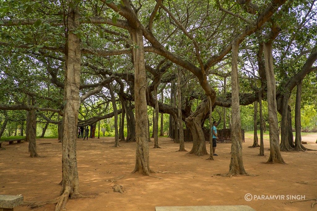 Old banyan Tree, Auroville