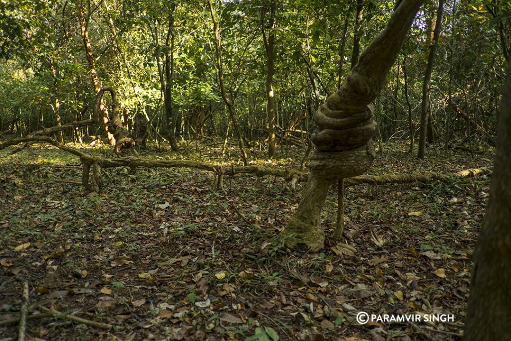 Cotigao forest floor.