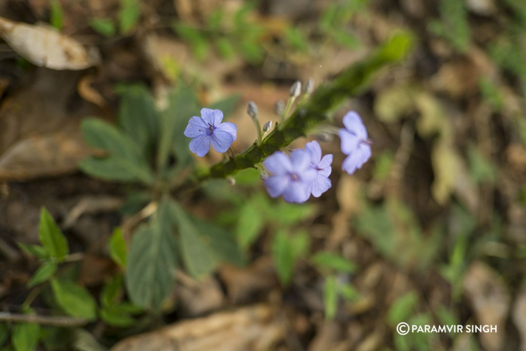 wild flowers