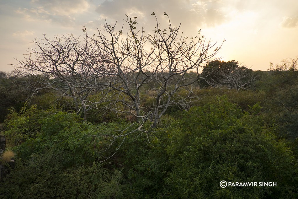 Ranthambhore Fort