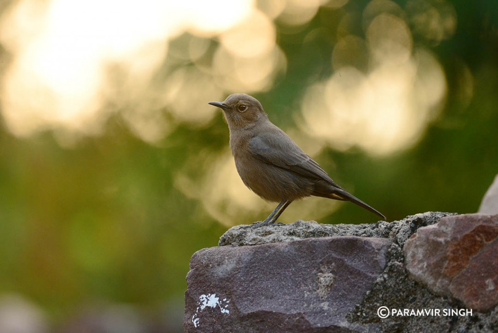 Ranthambhore Fort Brown Rock Chat