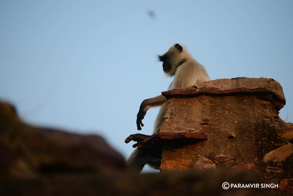 Grey langur Ranthambhore Fort