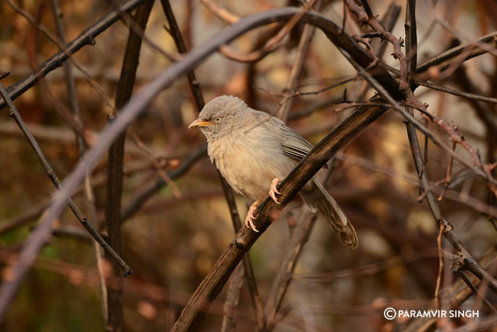 Babbler Ranthambhore Fort