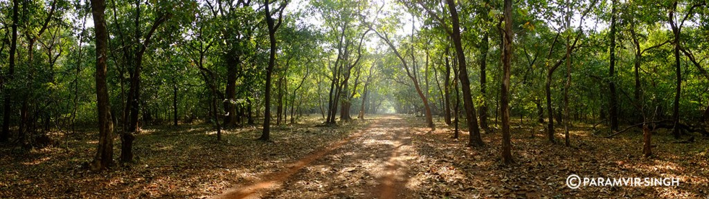 cotigao_panorama