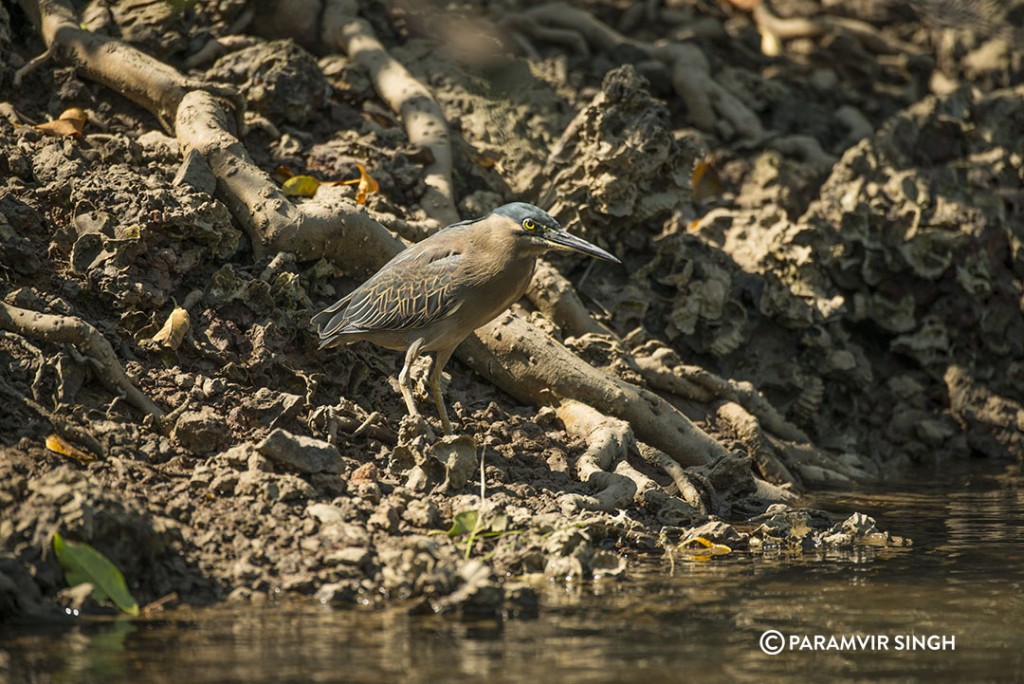 little heron