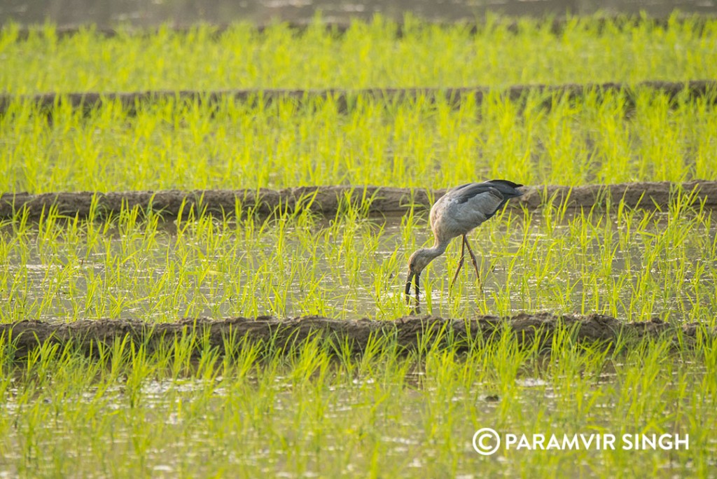 openbill