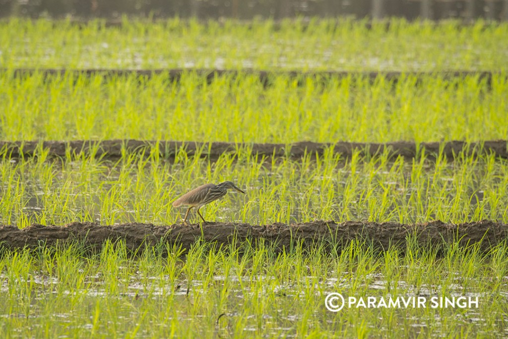 pond heron3