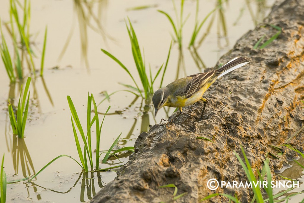 yellow-wagtail