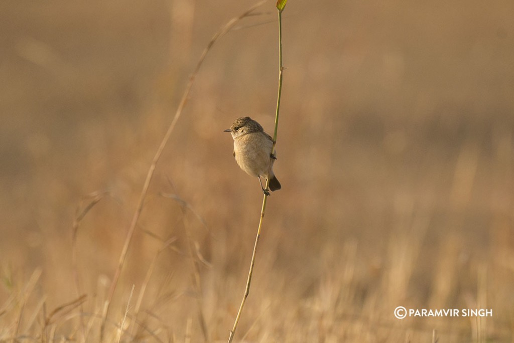 Siberian Stonechat (Saxicola maurus) 