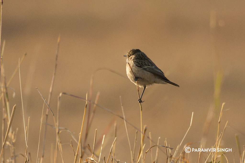 Siberian Stonechat (Saxicola maurus) 