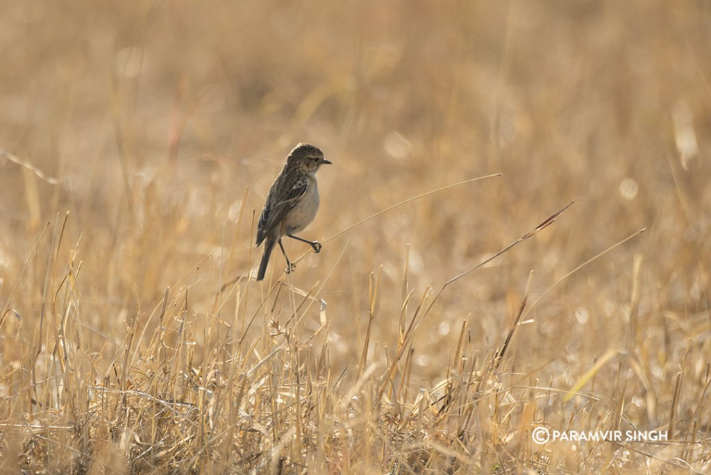 Siberian Stonechat (Saxicola maurus) 