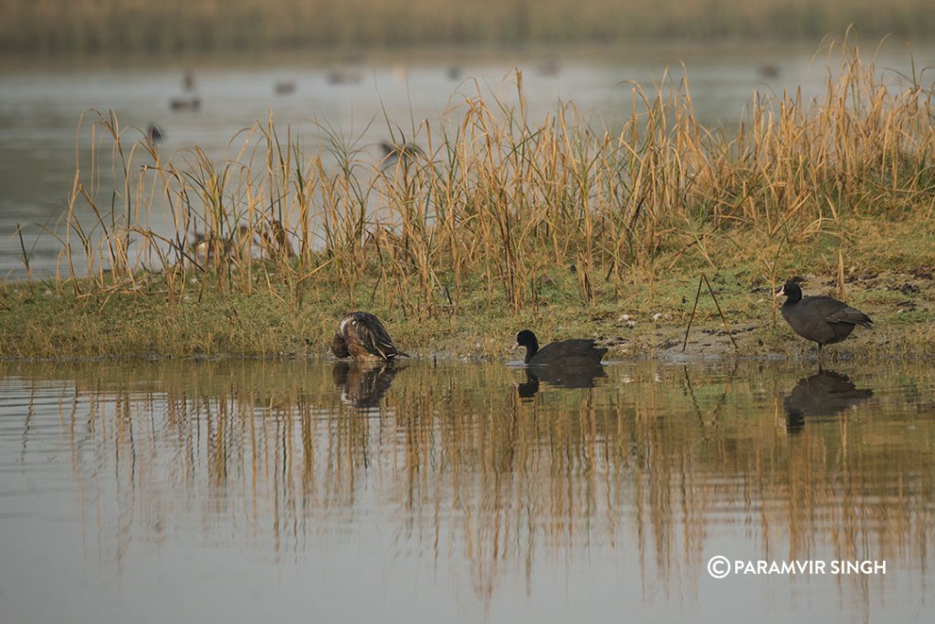 Euracian Coot