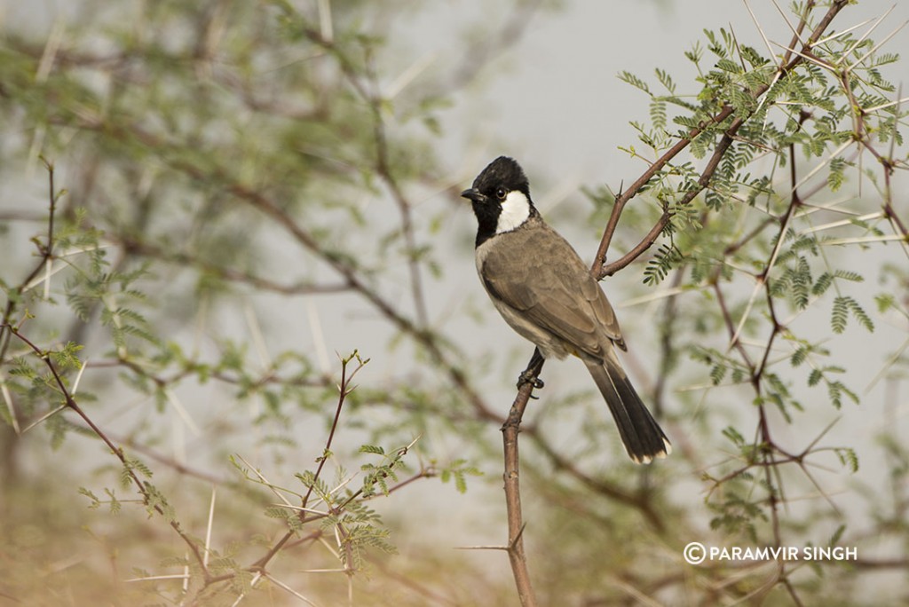 White Eared Bulbul 