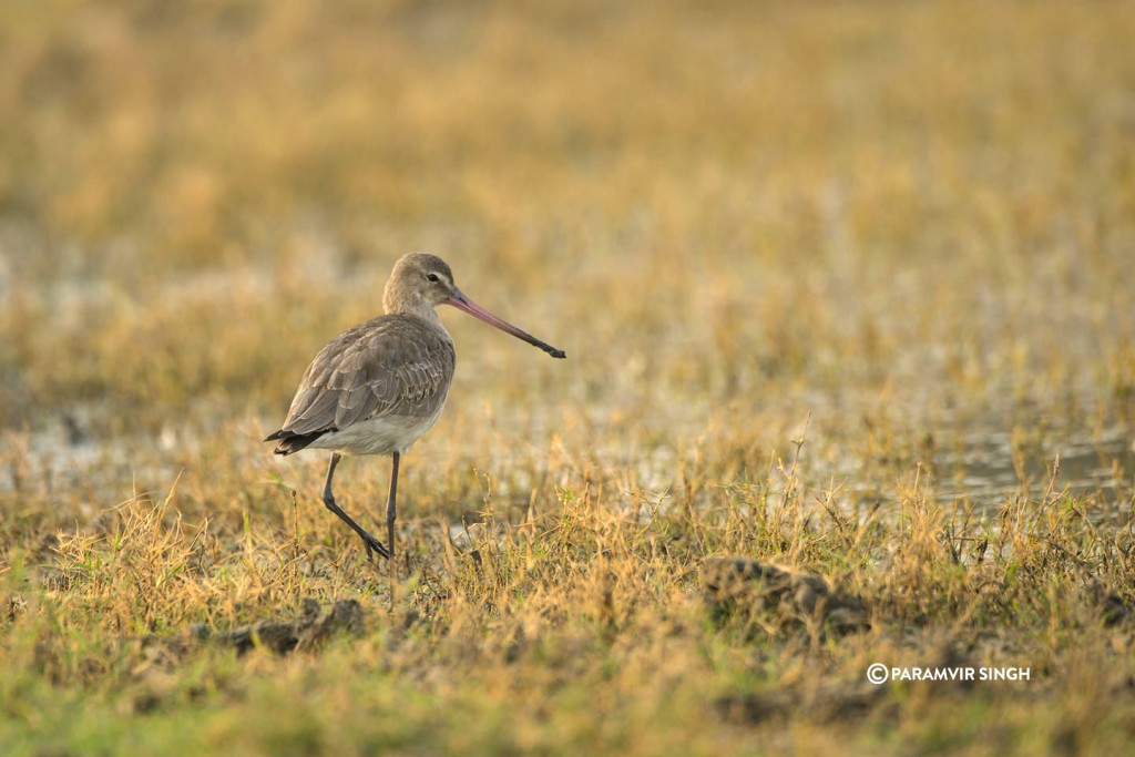 A Black Tailed Godwith (Limosa limosa), another winter visitor.