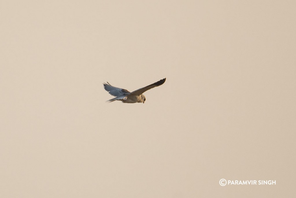 black_winged_kite