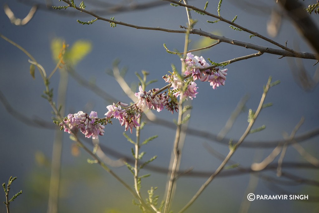 cassia_grandis