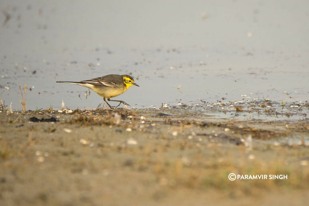 An Eastern Yellow Wagtail (Motacilla tschutschensis) forages for insects in the water edge.