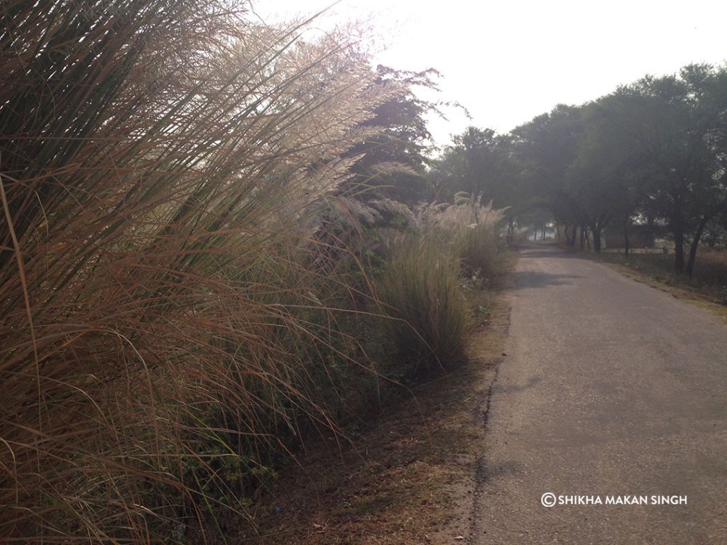 beaitiful Sarkhanda Grass in bloom near Lalsot, Rajasthan.