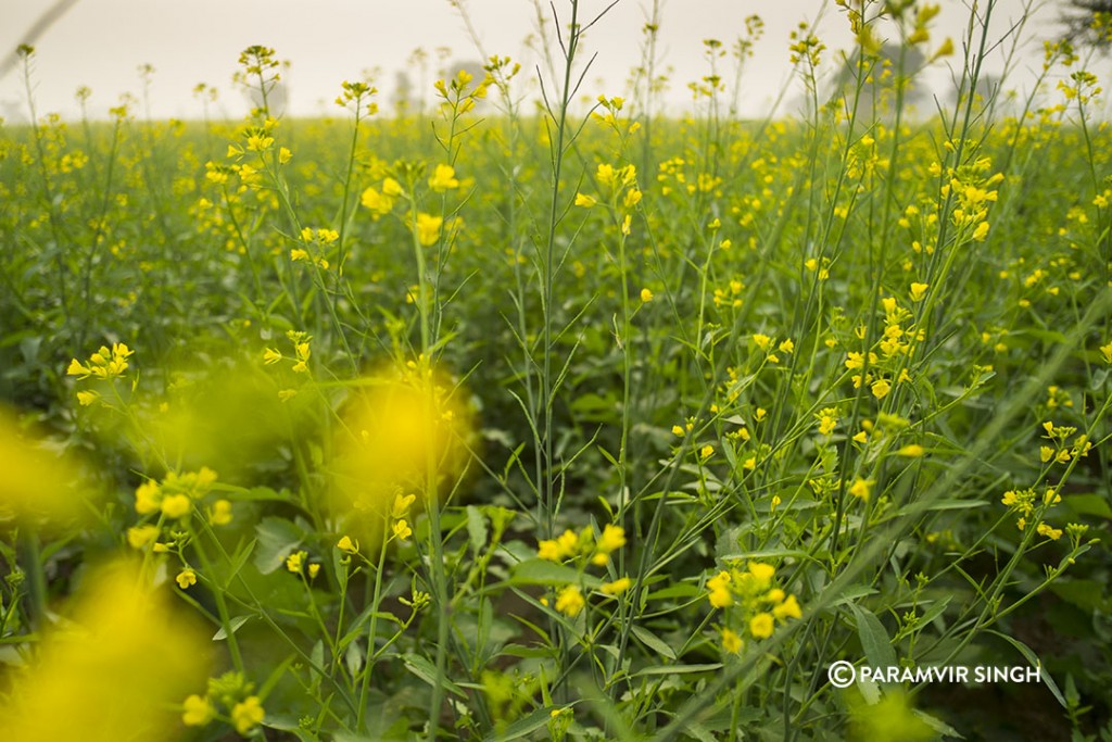 mustard