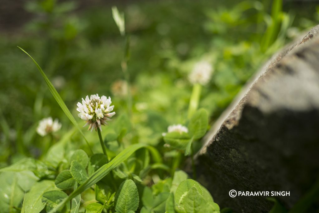 Nashala wild flower.